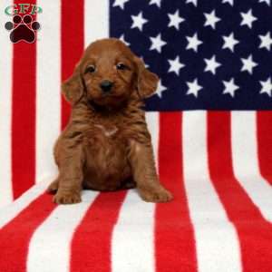 Paxton, Mini Goldendoodle Puppy